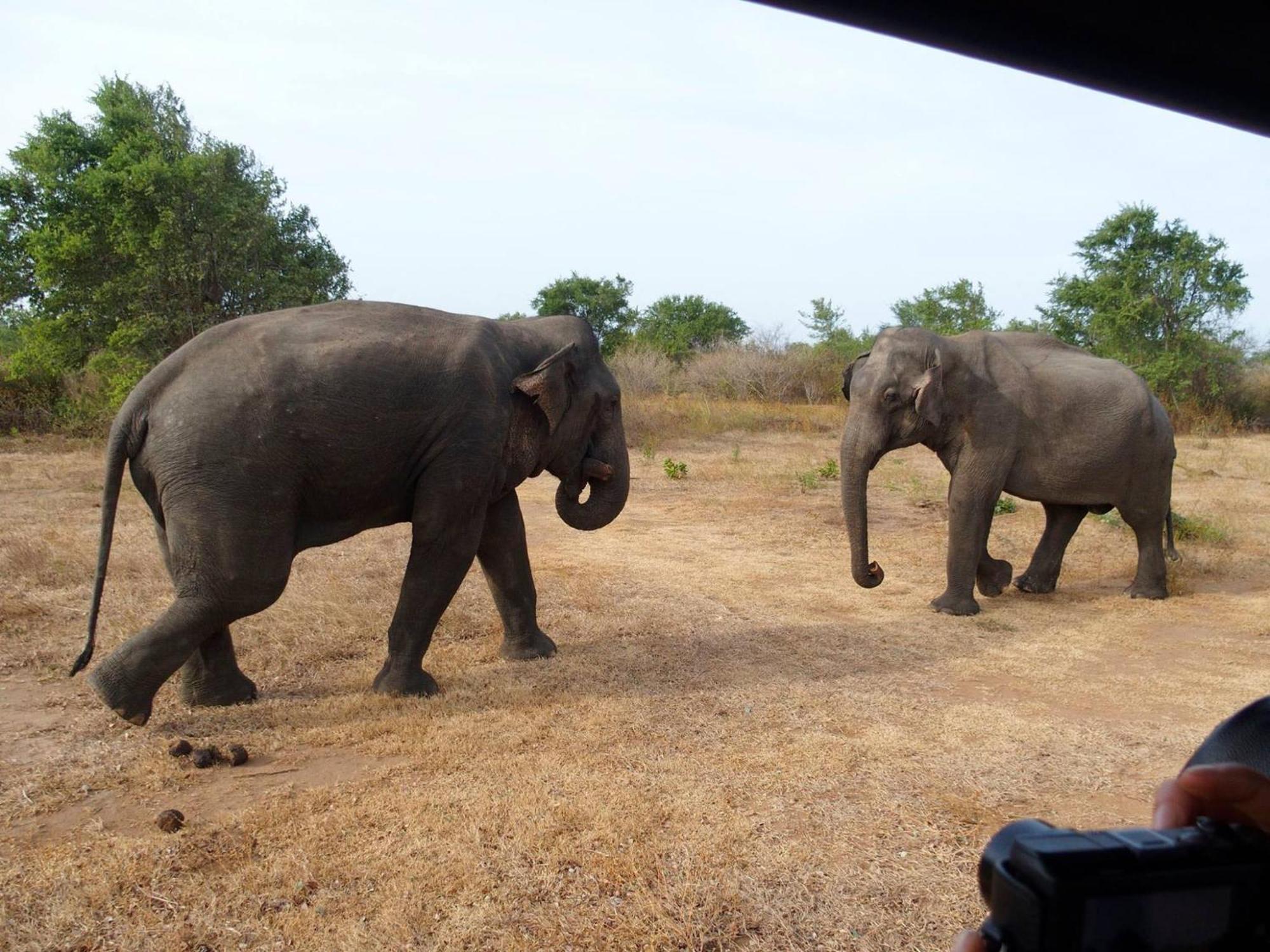 White House Safari Cottage Udawalawe Εξωτερικό φωτογραφία